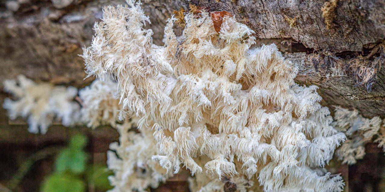 Close-up of a Hericium fungi growing on a tree trunk in a forest environment.