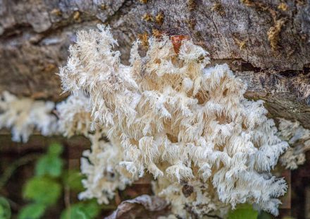 Close-up of a Hericium fungi growing on a tree trunk in a forest environment.