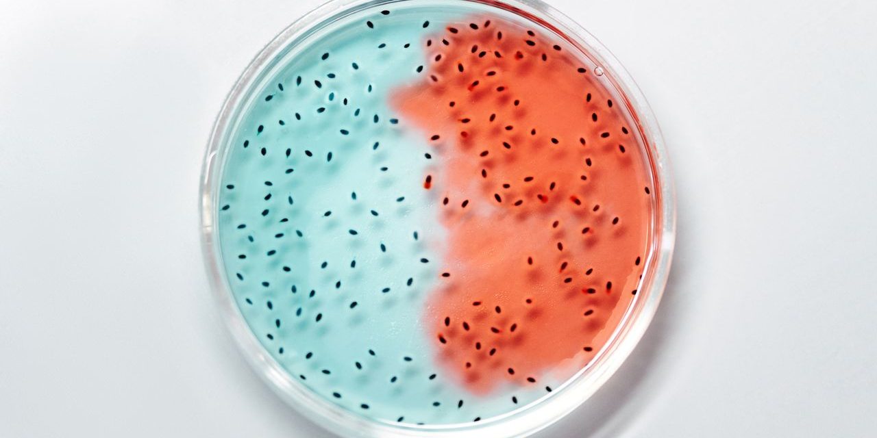 Close-up of vibrant blue and red bacteria cultures in a petri dish.