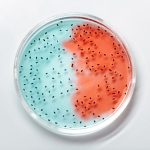 Close-up of vibrant blue and red bacteria cultures in a petri dish.