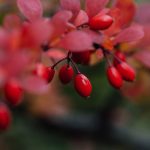 Vibrant red barberry berries with autumn leaves create a striking close-up composition.