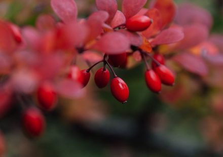 Vibrant red barberry berries with autumn leaves create a striking close-up composition.